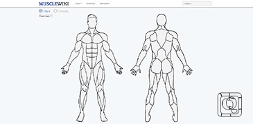全身肌肉锻炼图文指南-MuscleWiki